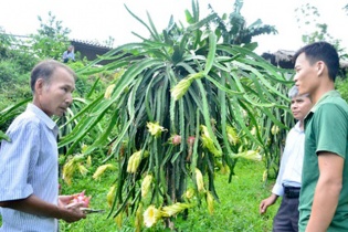 10 năm xây dựng, gần 1/3 số xã khu vực miền núi phía Bắc đạt chuẩn nông thôn mới