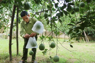 Tạo dựng thương hiệu cho nông sản Phú Thọ từ chương trình OCOP quốc gia