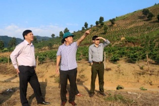 Mường Ảng chuyển đổi cây trồng gắn với phát triển sản phẩm OCOP