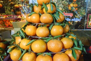 Hà Giang chuẩn bị đón mùa cam sành