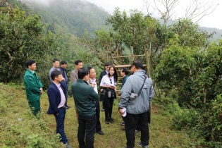 Hiệp hội ẩm thực Nhật Bản khảo sát chè san tuyết Hoàng Su Phì