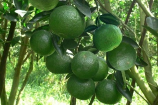 Thanh trà - đặc sản của Phong Điền, Thừa Thiên Huế