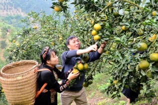 Tuyên Quang chứng nhận 17 sản phẩm  OCOP 4 sao