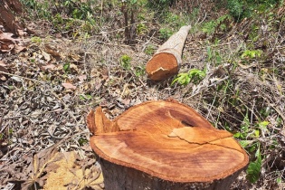 Kon Tum yêu cầu báo cáo khẩn vụ phá rừng ở huyện Ia H’Drai