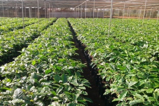 Nestlé cung cấp hơn 15 triệu cây cà phê giống cho nông dân Tây Nguyên