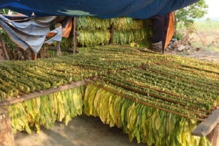 Năm 2020, Vinataba nộp ngân sách 11.590 tỷ đồng