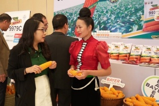 Giống ngô lai mới giúp nông dân tăng thu nhập