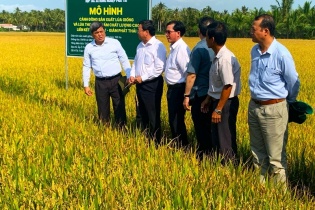 Sử dụng NPK Phú Mỹ góp phần đạt năng suất lúa 7 tấn/ha