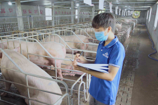 Lợi nhuận mảng nông nghiệp của Hòa Phát quý III/2024 tăng 80% 