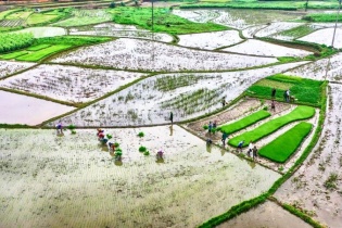Đã có 95,3% tổng diện tích gieo trồng vụ Đông Xuân đủ nước 