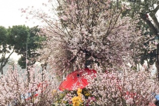 Hà Nội tổ chức Lễ hội hoa anh đào Nhật Bản 2019