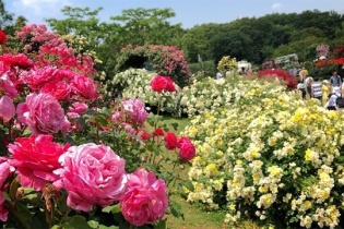 Rose Park - Công viên hoa hồng lớn nhất Việt Nam