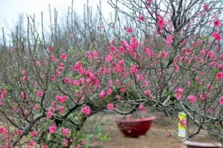 Ngắm phố hoa đào, bonsai những ngày giáp Tết Kỷ Hợi 