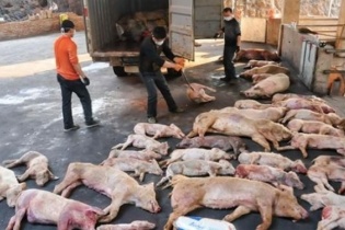 Người chăn nuôi tại Hà Nội thiệt hại 470 tỷ đồng do dịch tả lợn châu Phi