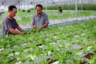 Hà Nội rót tiền giúp ngành nông nghiệp sớm "đơm hoa, kết trái" hậu Covid-19