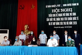 Hải Dương mở rộng vùng sản xuất vải theo tiêu chuẩn quốc tế 