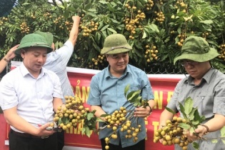 Sau vải thiều, đến lượt nhãn Hải Dương lần đầu xuất ngoại
