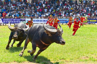 Hải Phòng đổi mới Lễ hội Chọi trâu Đồ Sơn năm 2022