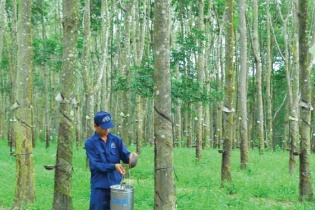 Nhận 330 tỷ đồng tiền bồi thường dự án, Cao su Phước Hòa vẫn chưa hoàn thành nửa kế hoạch năm