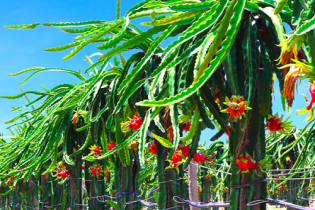 Dừng phát hành trái phiếu, HAGL Agrico rục rịch kế hoạch tăng vốn