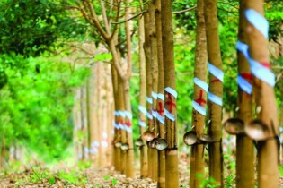 Cao su Phước Hòa dự tính nhận 691 tỷ đồng từ bồi thường VSIP III trong năm 2021