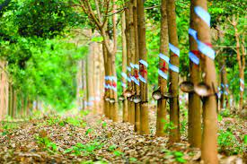 Tập đoàn Cao su báo lãi tăng hơn 74%, sắp chốt quyền trả cổ tức 2.400 tỷ đồng