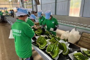 HAGL muốn huy động 1.200 tỷ trồng chuối, nuôi heo, thêm chuyên gia nông nghiệp vào HĐQT