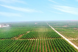 Xây dựng Hòa Bình, HAGL Agrico sắp bị hủy niêm yết trên sàn HOSE