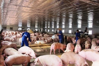 Dabaco: Doanh thu hai tháng đầu quý III/2024 tăng 33% so với cùng kỳ