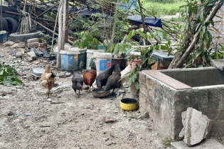 Hà Nội: Khu đất "đắc địa" xây nhà ở xã hội thành nơi trồng rau, nuôi gà