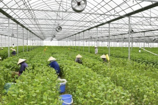 Trang trại tía tô 700 đồng một lá xuất đi Nhật