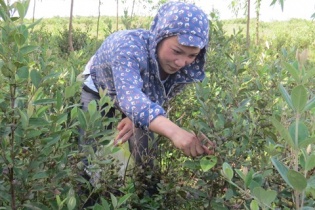 Bị gọi là "điên" khi trồng sim dại, mới đầu vụ đã thu 2 triệu đồng/ngày