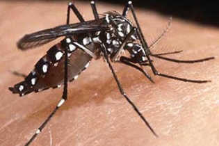 Nhận biết và phòng chống muỗi vằn Aedes truyền bệnh sốt xuất huyết