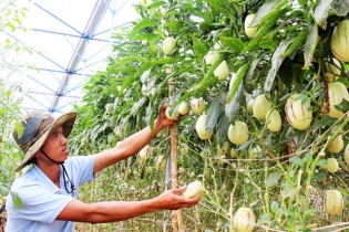 Thu tiền tỷ nhờ trồng rau theo kỹ thuật treo thẳng