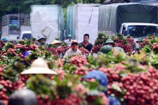 Quả vải thiều Bắc Giang xuất khẩu sang hơn 30 nước với giá trung bình 25.000 đồng/kg