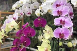 Lan hồ điệp được “săn đón” dịp tết Kỷ Hợi 2019