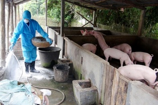 Thủ tướng ra chỉ thị 8 Bộ vào cuộc chống dịch tả lợn Châu phi