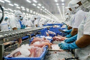 Xuất khẩu cá tra công phá thị trường Nhật