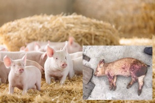 Một số địa phương còn lơ là trong công tác phòng chống dịch tả lợn châu Phi