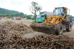 Xuất khẩu sắn lao đao vì Trung Quốc siết chặt nhập khẩu