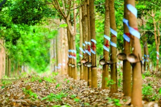 Hoàng Anh Gia Lai bán Công ty Cao su Đông Dương cho Thadi
