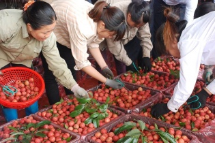 Kết thúc mùa vải thiều, Bắc Giang thu 6.365 tỷ đồng