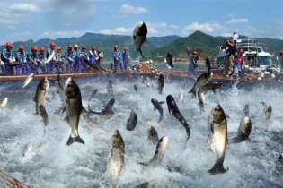 6 tháng đầu năm lãi sau thuế của Nam Việt tăng gấp 1,8 lần cùng kỳ