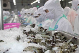  Thuỷ sản Sao Ta lãi 95 tỷ đồng sau 6 tháng, tăng 40% so với cùng kỳ