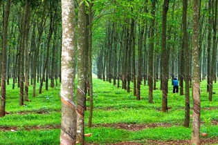 Nông nghiệp Hoàng Anh Gia Lai tiếp tục chuyển nhượng một công ty con cho Thadi