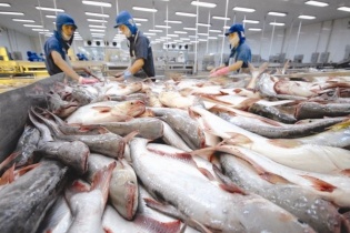 VASEP: Giá trị xuất khẩu cá tra cả năm sẽ giảm khoảng 15% so với năm trước