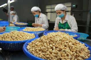EU và Trung Quốc tăng mua điều Việt Nam