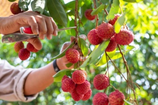 Quả vải lận đận sang Nhật, sang Trung Quốc cũng khó