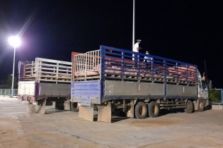 Hơn 1,9 triệu con lợn Thái chuẩn bị về Việt Nam  
