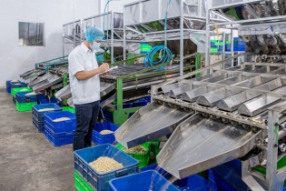 Ngành điều hạ mục tiêu xuất khẩu xuống 3,2 tỷ USD